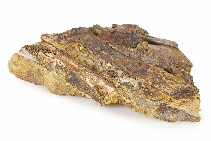 Fossil Dinosaur Bones and Tendons in Sandstone - Wyoming #316901